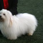 23 mai Ålesund: BIR: Symphony’s Something Spesial Eier: Birgit Drabløs