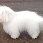 Letohallen 30.12.09: BIR: Ginilles Fantastic Ixxi Eiere Marianne og Magne Åkvåg