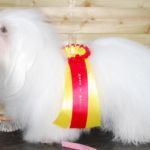 26.04.2009 Stangehallen: BIR: Tidelidee’s Xeryus med Cert Eier Viktoria Fladager/Liv Anne Ugland