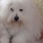 6.juni Vänersborg, Sverige: BIR: Amzelles Rocka Billy med cert eier Åsa Lindquist, Sverige