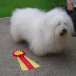 Vestnes hundeklubb 4.juli: BIR N S Uch Symphony’s Something Special Eier: Birgit Drabløs