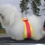 Vålerbanen 5.juli: BIR: Amzelles Rocka Billy Eier: Åsa Lindquist Dommer: Tino Pehar