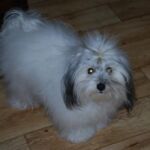 Kirkenes 21.juni: BIR: Ginilles Fancy Face Zoe med Cert Eier : Ruth Leinan Dommer: Dan Erikson , Sverige