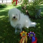 Sandefjord 14.juni: BIR: Tidelidee’s Golden Brown, med Cert Eier: Marianne Hagelia