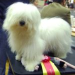 14.11.10 Kongsberg.: BIR – valp: Petroff’s Billy the Kid. Eier: Elsa Løkken. Dommer: Jasna Matejcic