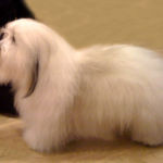 28.03.10 Stavanger: Ginilles Facinating Zico, cert og BIR, NUCH eier: Are Trøan Nilsen