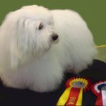 31.10.10 Letohallen: Amzelles Cool Camaro Bir med cert. Eier: Gerd Gabrielsen. Dommer: Denis Kuselj