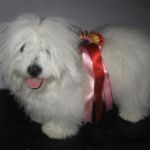 Moss 23.05.2010: Bobolina’s Javana Jewel BIR-valp, eier Elsa Løkken. Dommer: Anthony Moran