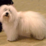 27.03.10 Stavanger: Ginilles Facinating Zico, cert og BIR, eier Are Trøan Nilsen