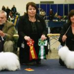 11.01.10 Gøteborg: N SE UCH Tidelidees Femme Fatal, eier LivAnne Ugland,. Dommer: Kari Granås Hanse