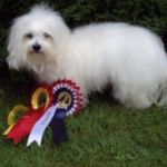 30.08.10 Drammen: Mizoras Bel Amour Daisy Bir med cert. Eier Anette(Kennel Duzett). Dommer: ?