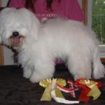 19.06.10 Kirkenes: Ariel Petit Zoe - BIR valp, eier: Ruth Leinan. Dommer: Karl Erik Johansson