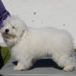 25.07 Karmøy: BIR-valp Azmir’s Naveen, eier: Anette Lie. Dommer: Kitty Sjong