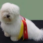 31.10. Letohallen: BIR-valp: Kyara Cattledrivers Castle, eier: Åsa Lindquist, Dommer: Denis Kuselj