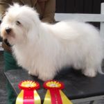 28.08.10 Drammen: Gjiways Queen-Que BIR med cert, eier: AnnHelen Eriksen. Dommer: Salvatore Tripoli