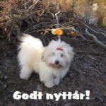 13.11.11 Kongsberg: Petit’s Karma BIR valp, Eier: Else-Liv Larsen, Dommer: Kenneth Edh