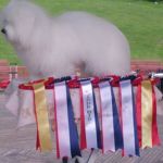 Rasespesialen 2013 Drammenpark: Symphony’s Jennifer Junipher BIR; JBIR OG BIS