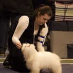 20. Januar i Pingvinhallen, Sandefjord: Pia Isadora vart BIR med cert og ck. Eigar: Siri Kvammen Orkelbog Dommar: Yolanda Nagler Magal