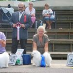 Rasespesialen 2013 Drammenpark: BIS Coton Sympony’s Jennifer Junipher, eier Magne Åkvåg.