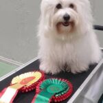 N UCH Coton De Norill's Daga. Eier: Nina Norill